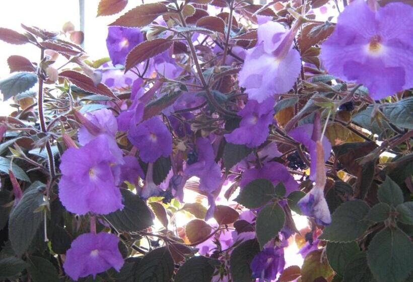 اتاق استاندارد چهار تخته, Villa Ohrid Anastasia