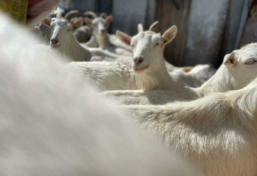 Апартаменты 1 Спальня, App Unterhoelzlhof Chalet Anima