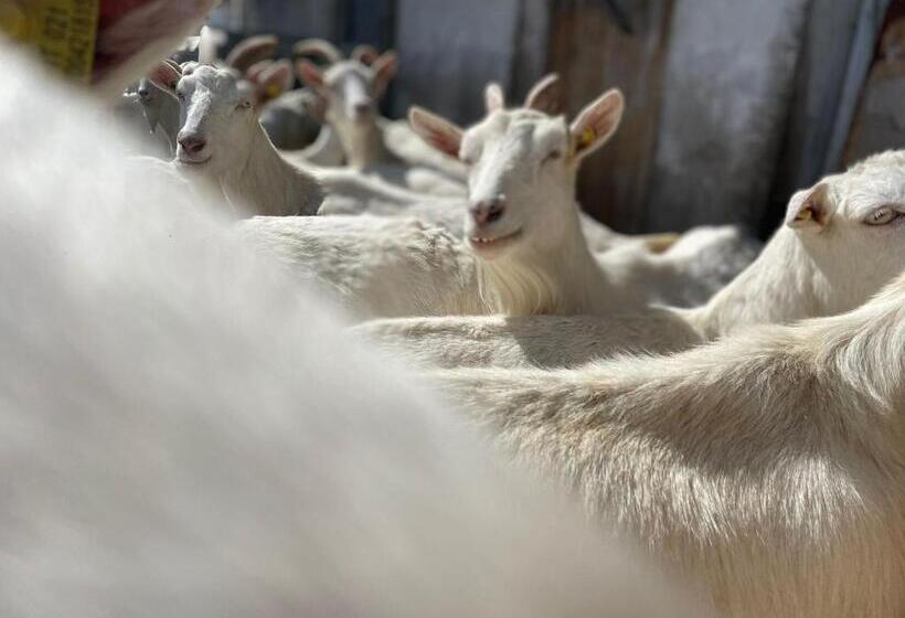 シャレー1寝室, App Unterhoelzlhof Chalet Anima