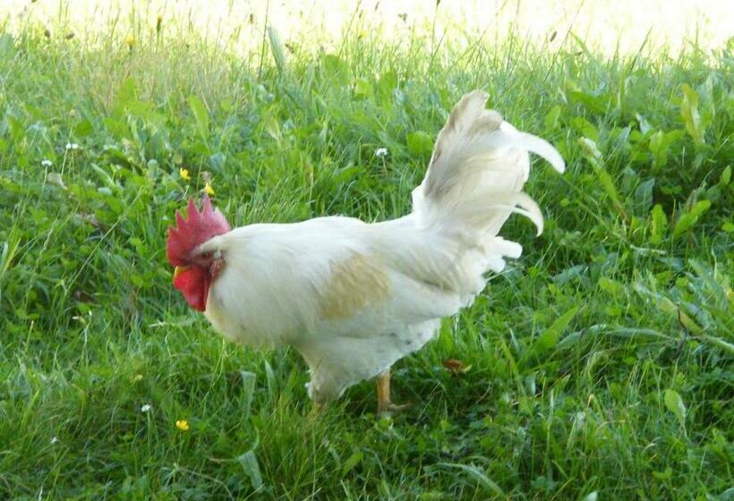 شقة غرفة واحدة ذات إطلالة, Hintereggerhof