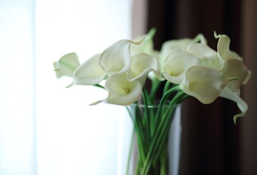 اتاق خانوادگی, Stelle Hotel The Businest