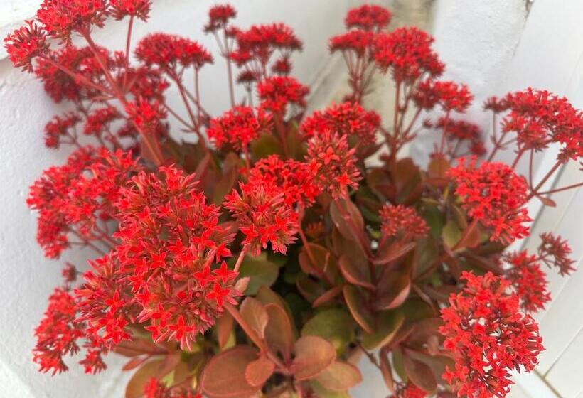 海の見えるスタンダードスタジオ, Naturella Apart