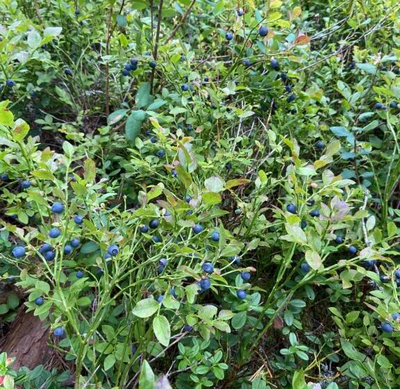 חדר סטנדרט נוף לגינה, Handlarens Villa   Vandrarhem De Luxe