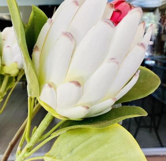 غرفة عائلية, Cottonwood Guesthouse Oasis