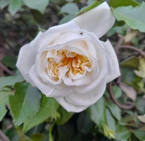 اتاق استاندارد, La Terrazza Di Otto