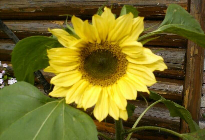 غرفة قياسية, Gästehaus Bergland