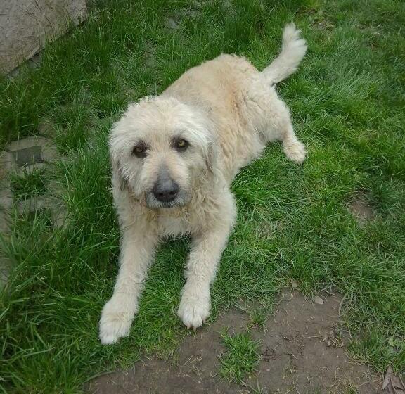 חדר משפחתי, Casa Mocanu