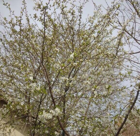 חדר משפחתי, Casa Mocanu