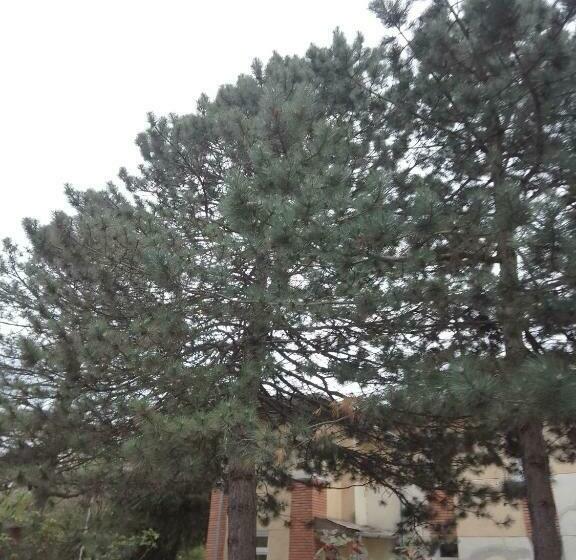 غرفة عائلية, Casa Mocanu