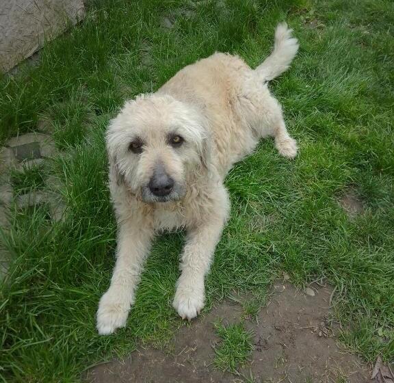 חדר סטנדרט חדר אמבטיה משותף, Casa Mocanu