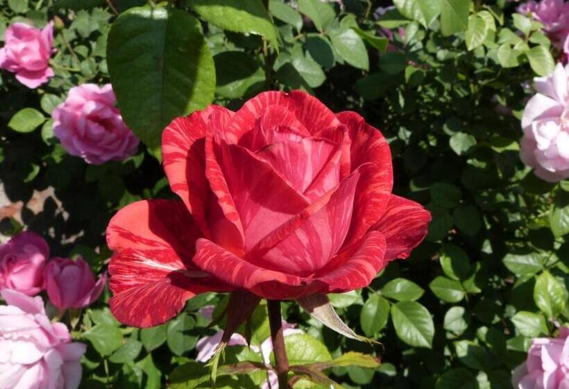 בקתה, Hannah S Haven