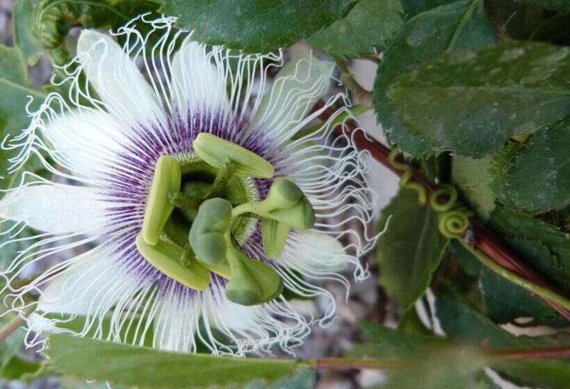 בקתה, Hannah S Haven