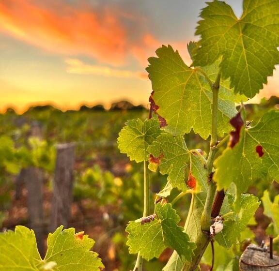 高级大房间, Hôtel Les Vieilles Tours Rocamadour