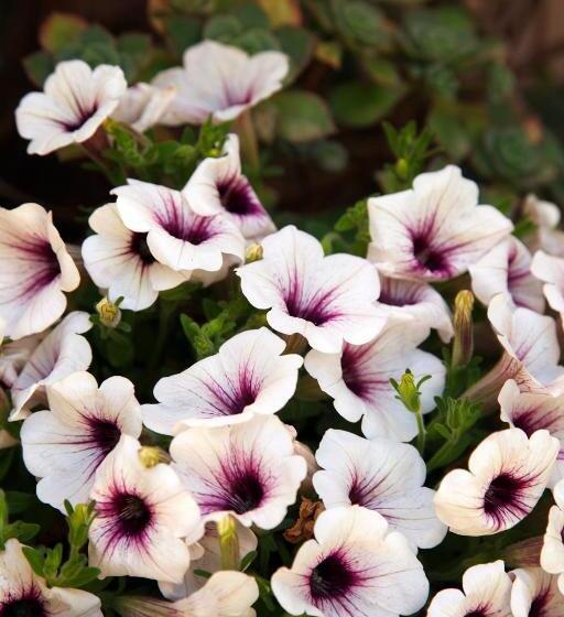 חדר סטנדרט לשלושה, Antica Dimora   Ospitalità E Tradizione