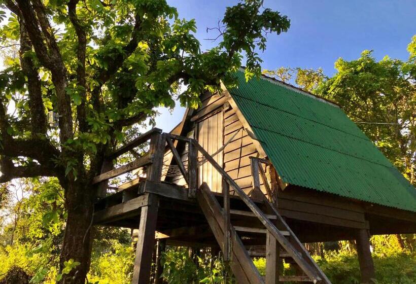 بنجلو قياسى, Nature Lodge