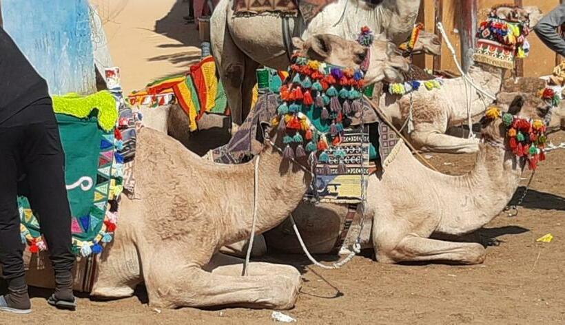 اتاق استاندارد با چشم‌انداز دریا, Nile View Rana Nubian Guest Houes