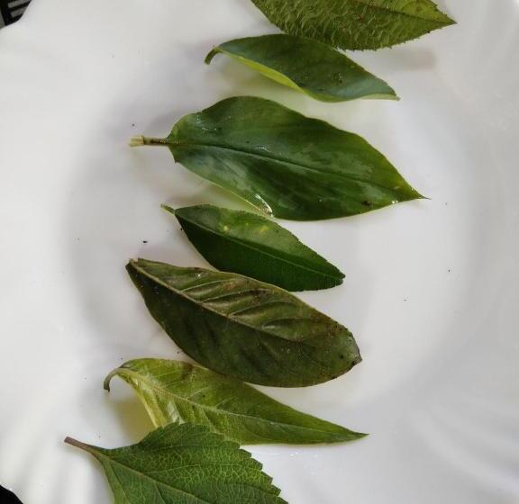 בית, חדר שינה 1, Cantinho Da Lobeira