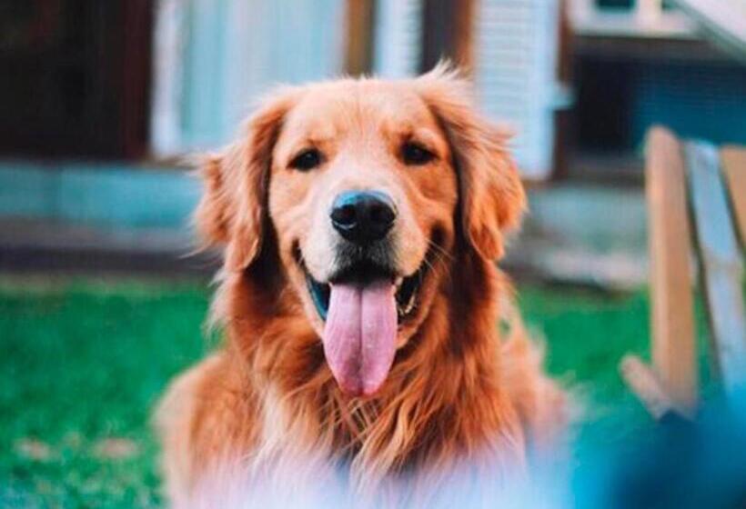 Chalet Superior 1 Dormitório, Recanto Do Xamã   Praia Do Rosa