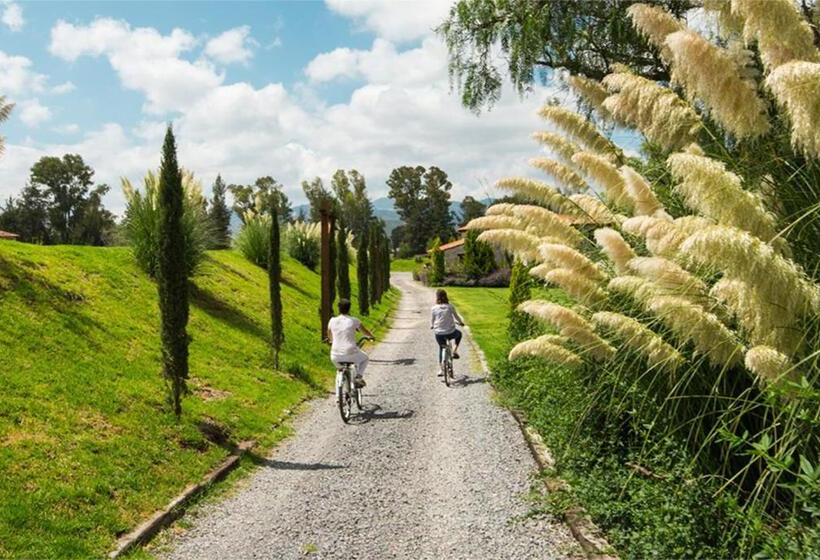 سوییت جونیور, Viñedos San Lucas