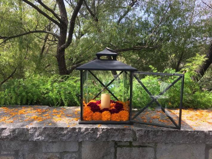 سوییت جونیور, Viñedos San Lucas