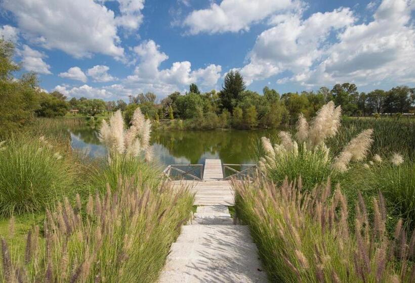 سوییت, Viñedos San Lucas