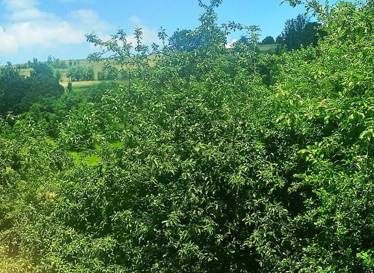 Ekonomiskt Rum, садиба у василя