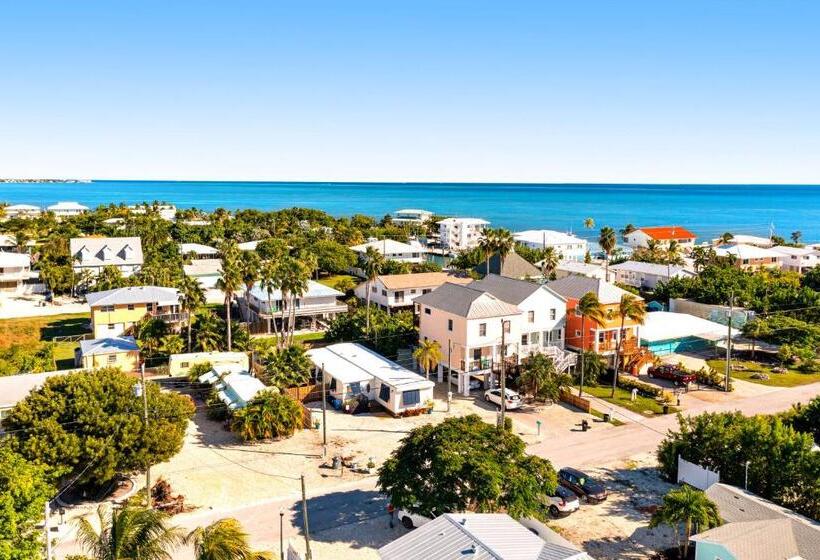 شقة غرفتين, Gold Starfish