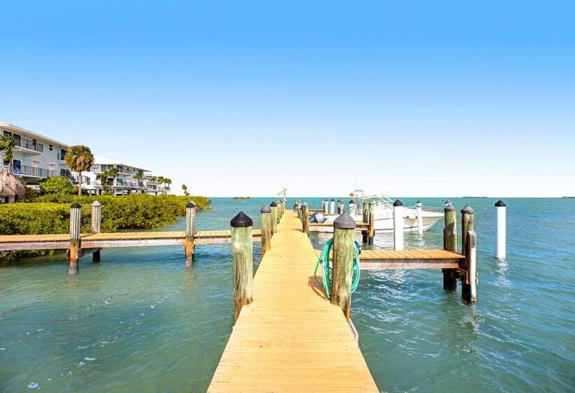 شقة غرفتين, Gold Starfish