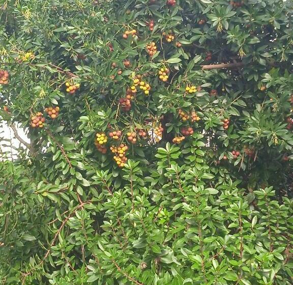 패밀리 룸, Villa Rosanna