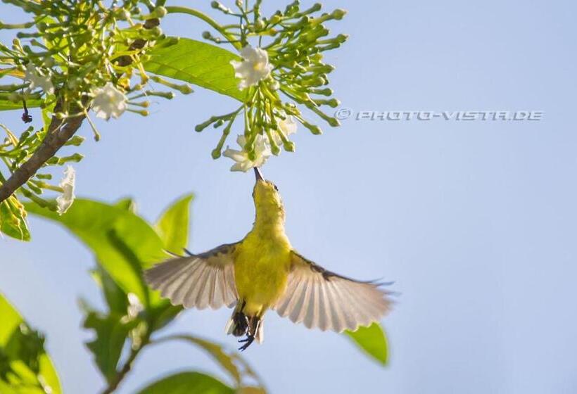 스탠다드 방갈로, Camotes Eden