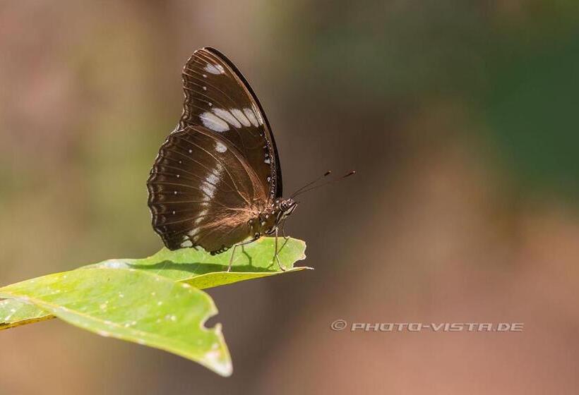 스탠다드 방갈로, Camotes Eden