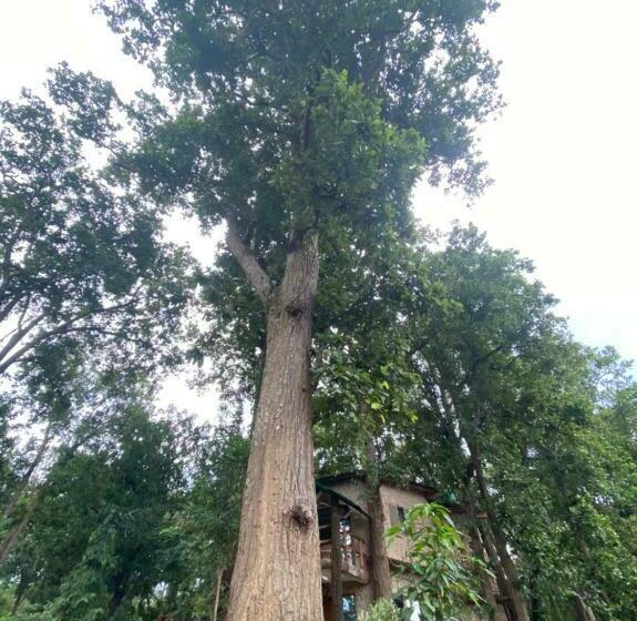 חדר משפחתי דלוקס, Sal Tree Resort By Vihasta, Kanha
