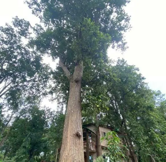 デラックスファミリールーム, Sal Tree Resort By Vihasta, Kanha