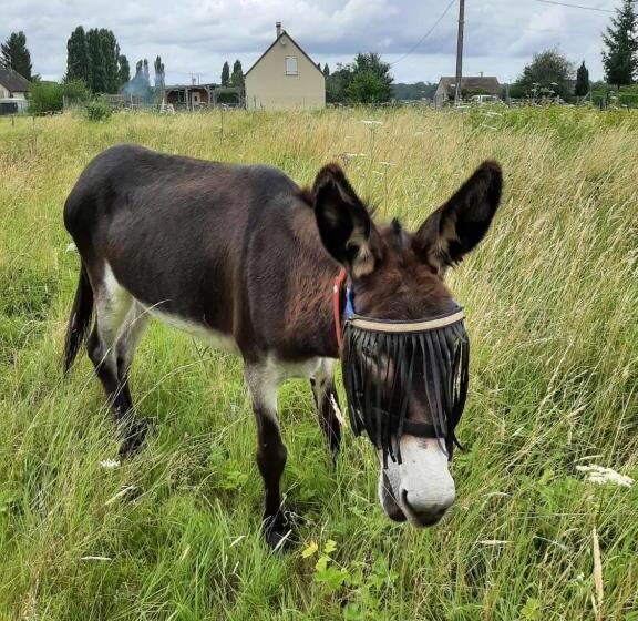 חדר משפחתי, Les Deux Anes