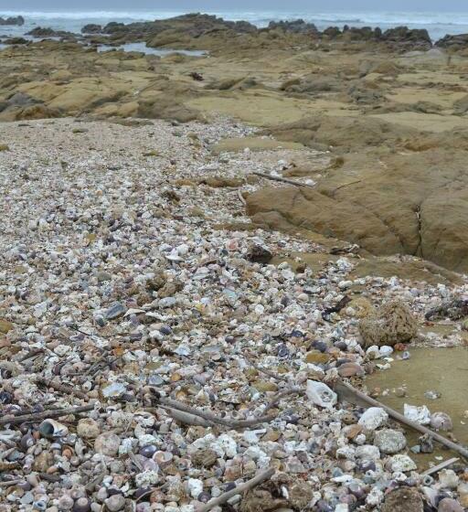 シャレー1寝室, Driftwood Treehouse