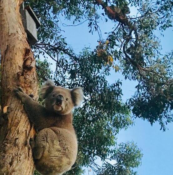 בקתה, French Island Cottage