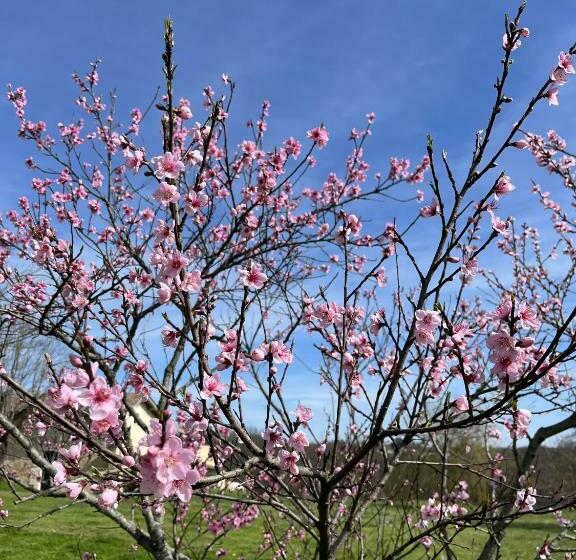 Номер Стандарт Вид на Бассейн, Domaine Canteloup