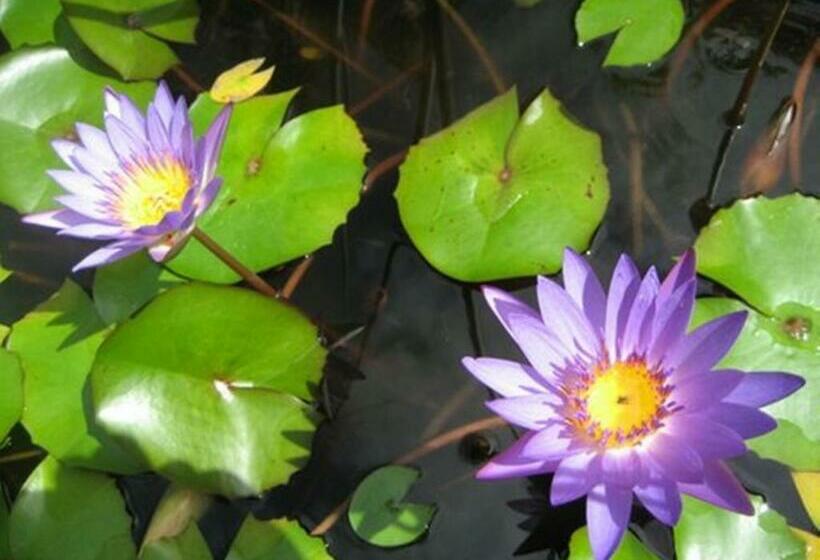 חדר סטודיו סטנדרד, Pink Flamingo Resort