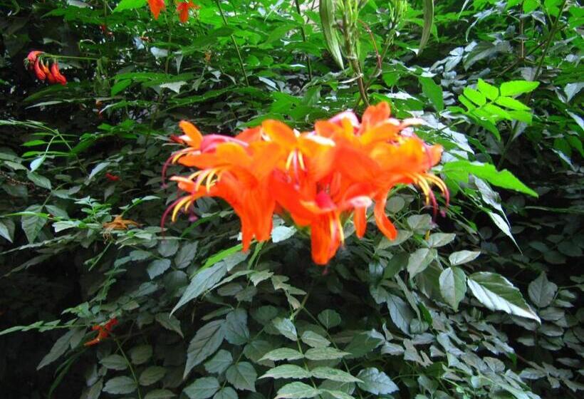 اتاق استاندارد سه نفره, Korona Villa Lodge