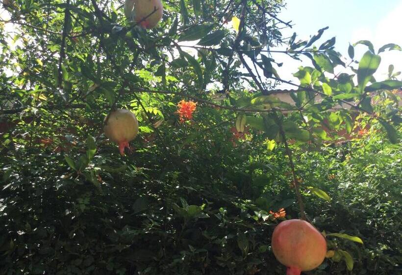 اتاق استاندارد یک نفره, Korona Villa Lodge