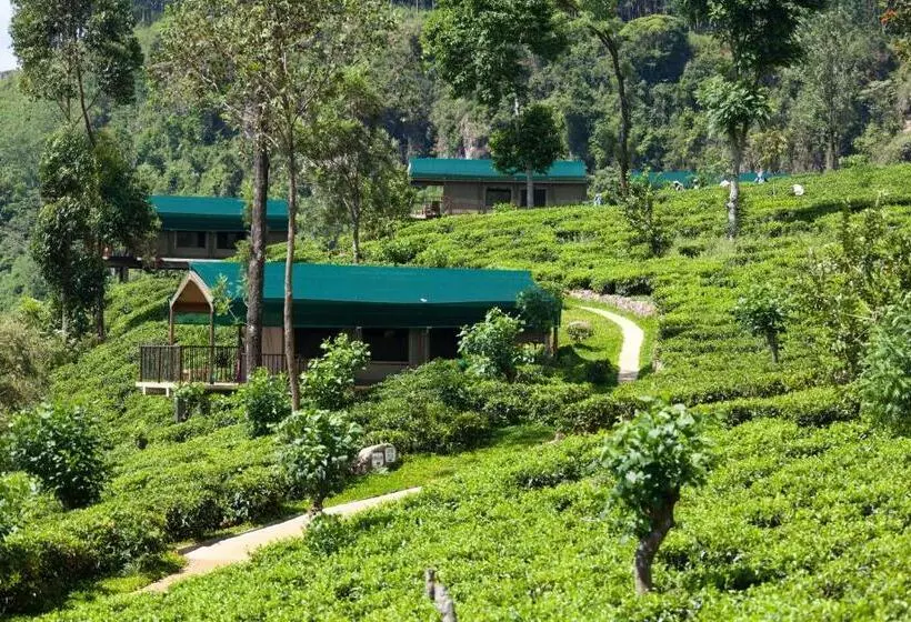 Deluxe Tent, Madulkelle Tea And Eco Lodge