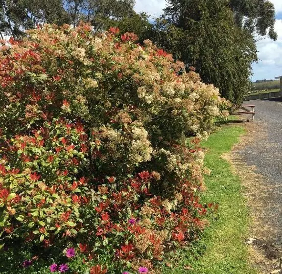 デラックスファミリールーム, Limestone Coast Tourist Park