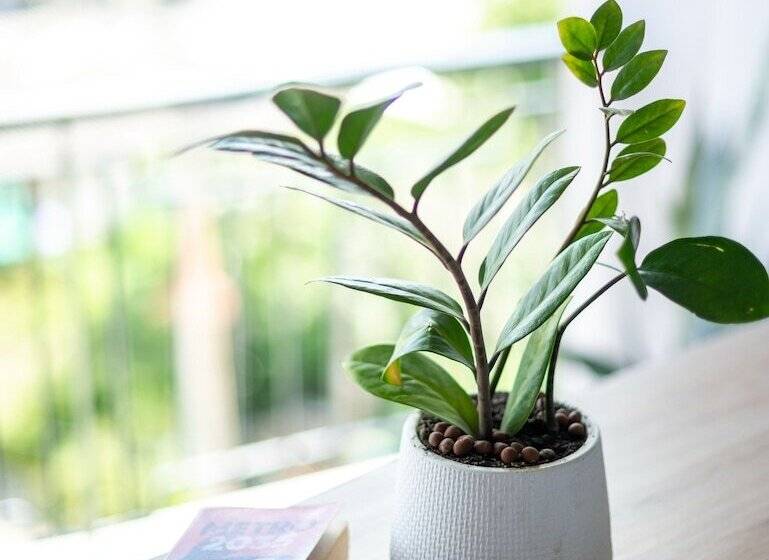 패밀리 스위트, The Blue Hotel   Sha Plus