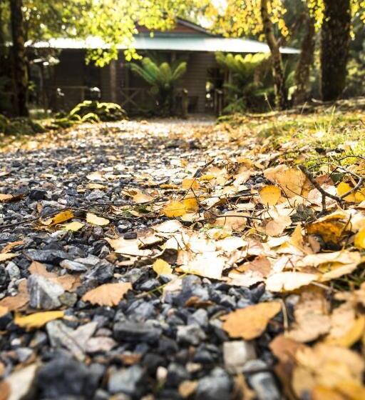 جناح ديلوكس, Cradle Forest Inn