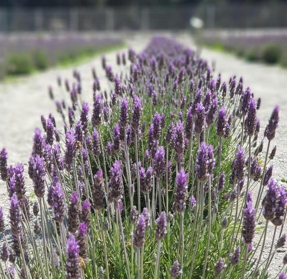 Хижина, Lavanda Del Valle
