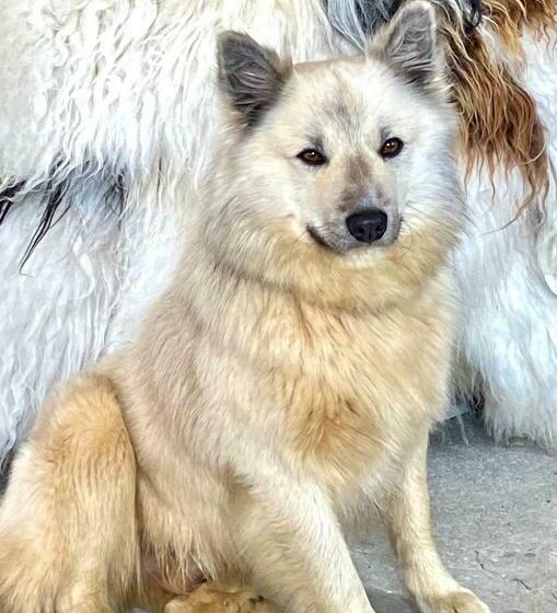 اتاق استاندارد, Grand Guesthouse Gardakot