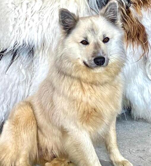 خانه 4 خوابه, Grand Guesthouse Gardakot