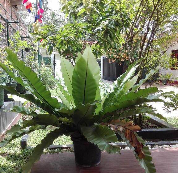 수피리어 트리플 룸, Amara Guest