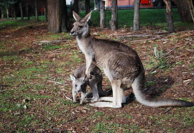 经济房, Gariwerd Motel