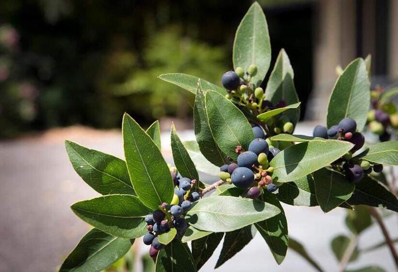 高级大房间, Gariwerd Motel